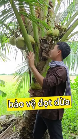 túi treo tiêu diệt và phòng ngừa đuông dừa bù xè kiến dương gây hại trên cây dừa #nangdaumietvuon #caygiong #cayantrai #contrung #buxe #duongdua @Út Hồ Miệt Vườn 