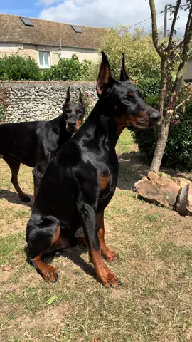 🇫🇷 Quand tout, dans son attitude, transpire le chien de garde en deux secondes 🖤🤎 🇬🇧 When every move screams watchdog mode in two seconds 🖤🤎 #dobermann #chiendegarde #dobermansofinstagram #watchdogmode #vaikarthedobermann #narkathedobermann #dogattitude #puppyinstinct #dogguard #puppypower