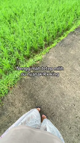 😁 #rxking #rxkingindonesia #fyptiktok #fypp #foryourpage #lewatberanda 