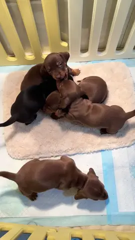 #里親募集中 #ダックスフンド #ペット #癒し #子犬 #可愛い 