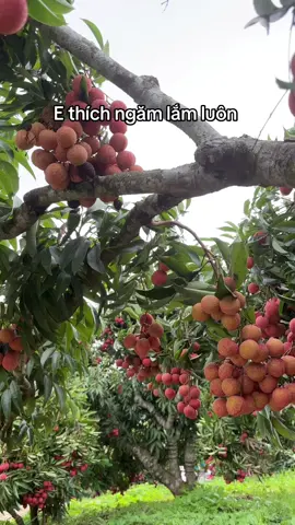 #xuhuong #đườngthibac 