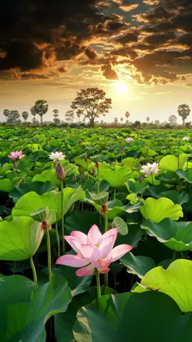គោះទ្វាបេះដូង🌄🎶🪷#ទេសភាពស្រុកស្រែ🌄🏜️🌱🌼🌾🐟 #កំពង់ឆ្នាំងភូមិឋានខ្ញុំ🌾🌿😘 #ស្រស់ស្រាយនិងធម្មជាតិ🌿🍀🌿 #ស្រុកភូមិកំណើត🌄 #ក្លិនផ្កាស្រុកស្រែ🌱🌸🌾 #ខ្មៅផ្កាឈូក_editor💗✨🌸   
