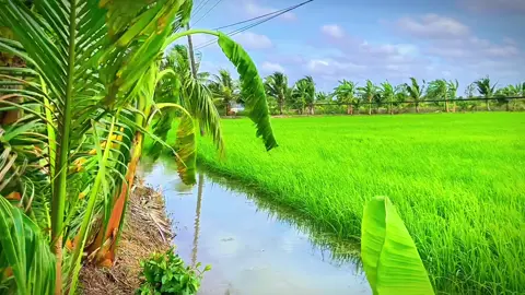 Quê nghèo nước mặn đồng chua làm sao giữ chân một người #nghenhacmoingay #canhchill #lyrics #canhqueyenbinh #canhdepquehuong 
