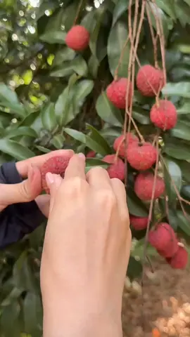 Panen Buah Leci Di Kebun #creatorsearchinsights 