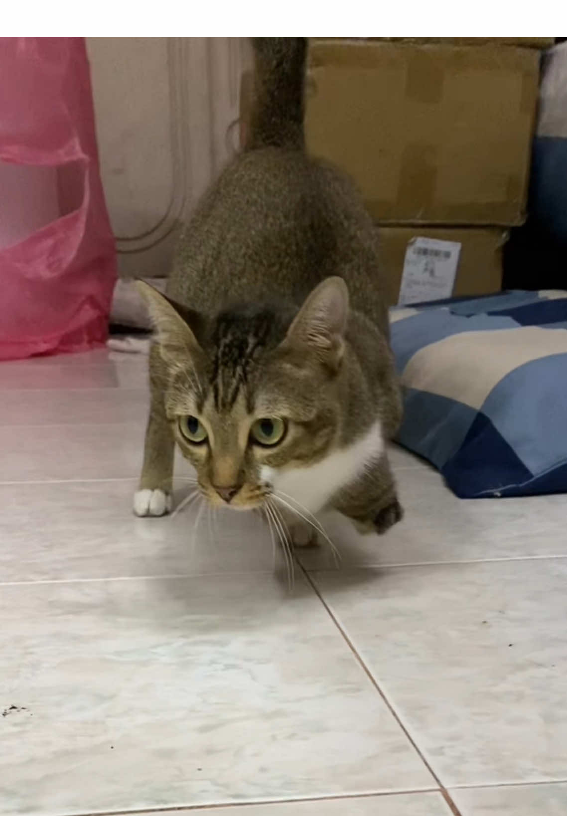 dinosaur walk🐱🦖 #walk #dinocattutu  #cutestcat 