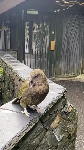 I was hoping it would bite old mates finger 😅 #kea #bird #birds #parrot #parrotsoftiktok #parrots #parrotslover #parrotstiktok #newzealand #auckland #zoo #zoos #aucklandnz #aucklandzoo #birdsoftiktok #birdsofafeather #birdwatching 