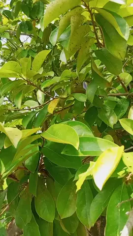 #soursop #soursopleaves #soursoptea #soursopbenefits #soursopleaf #soursopseamoss #soursopleaftea #Health #wellness #healthandwellness #healthsupplement #naturalsupplements #organic #vegan #fyp 