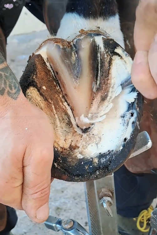 Satisfying hoof trim   #farrier #horse #satisfying #oddlysatisfying #asmr#usa 