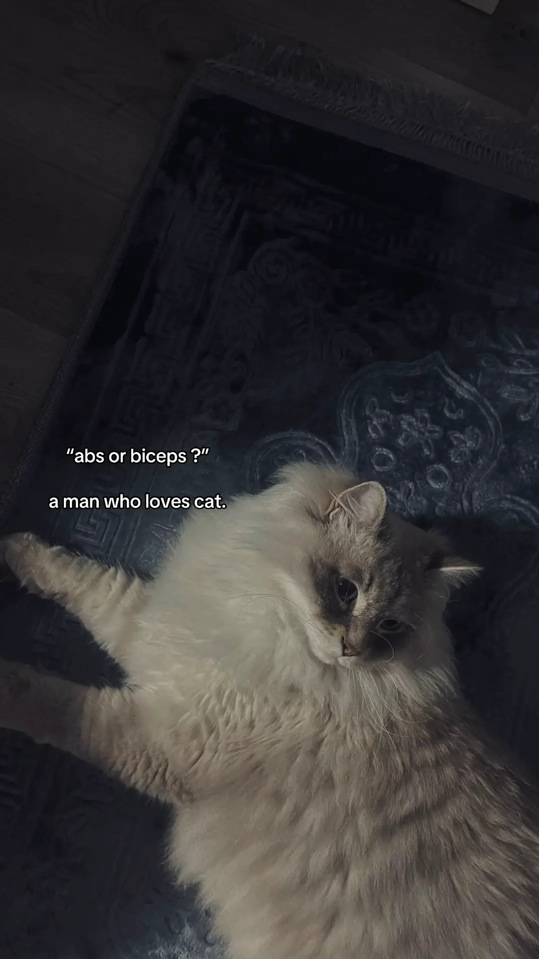 #life #4u #fyppp #catlover #foryoupage #xyzbca 