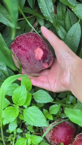 Nature✌🏻#tik_tok #videoviral #fruit 