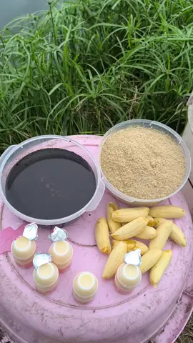 Tự làm men tiêu hóa cho ốc #ocbuouden