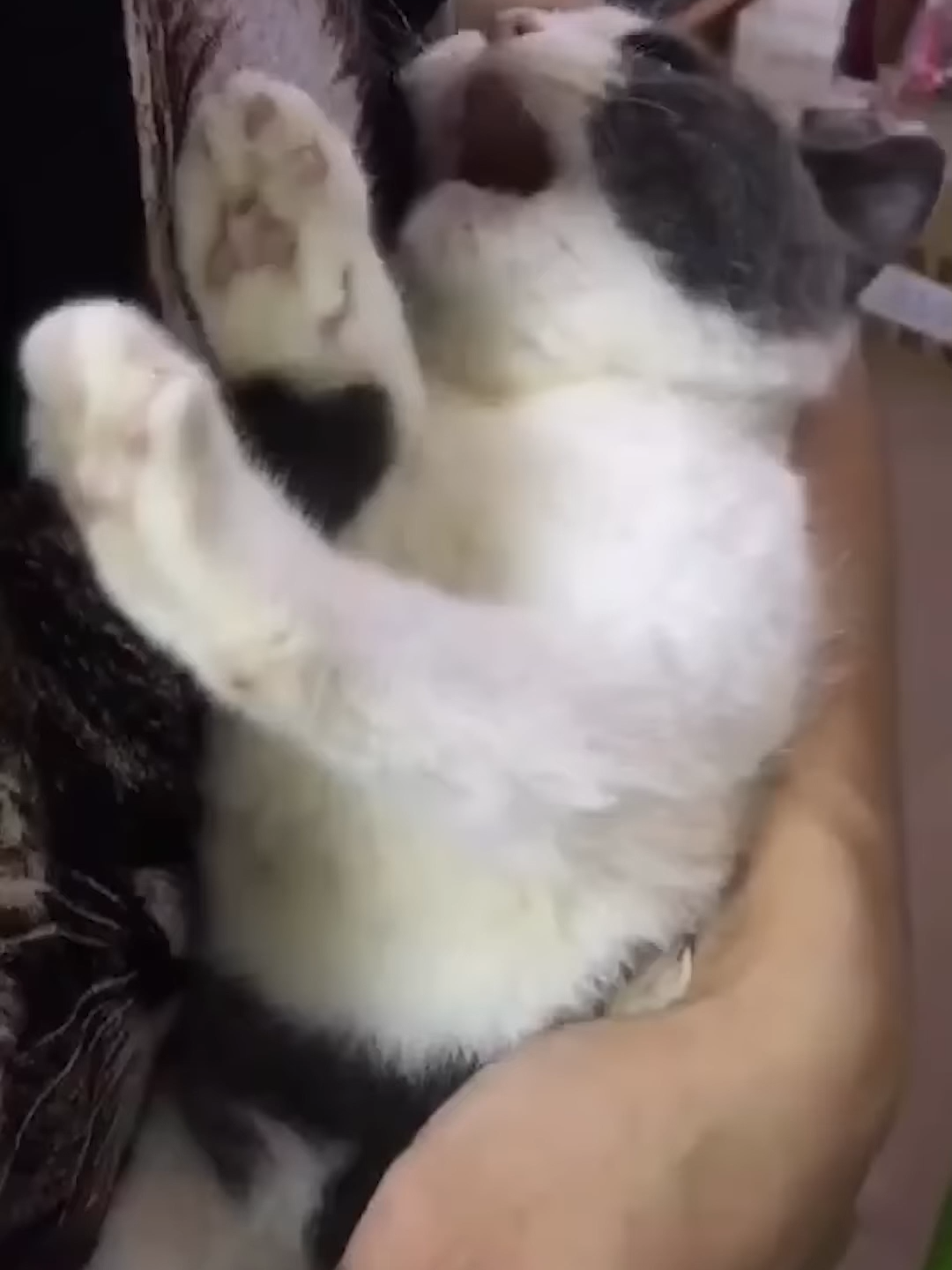 cat brainrot part 7  #fyp #cattok #catcore #sillycat #catbrainrot #silly #brainrot #viralvideos #funnytiktok #speedup