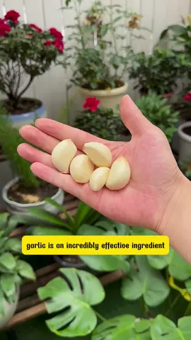useful tips with garlic #Tatcha #tipsforgarden #gardening #reelsus 