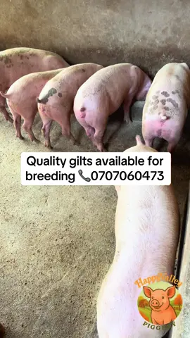 Well-fed, well-bred, the results speak for themselves #HappyValleyPiggery #GiltsForSale #fyp #tiktokkenya 