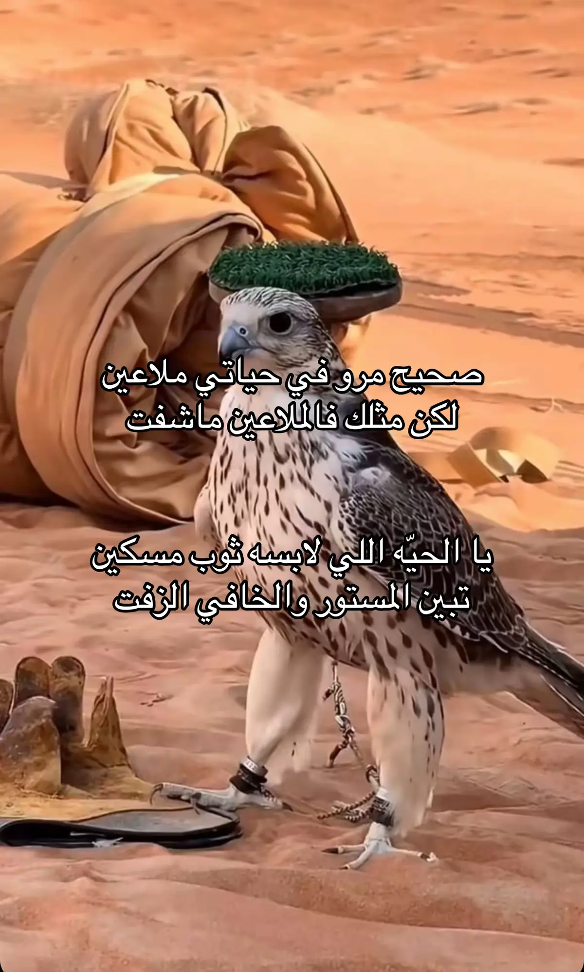 #fyp #اكسبلوررر #explore #fyyyyyyyyyyyyyyyy #اكسبلورexplore #الحربي 