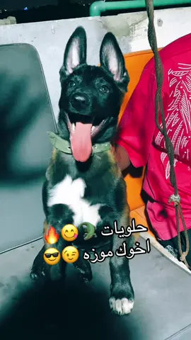 ابن الغزال 🔥#محمود_موزه #مزرعه_موزه_للملينوا #جراوي_ملينوا 