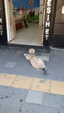 ÇOK MUTLUYUZ 🥰 #perrosdetiktok #perrotiktoker #chiengioi4d #chiens #سگ #köpekleriseviyorum #köpeksevgisi #köpekvideoları #animalslove_original #animalshavefeelingstoo #hundeauftiktok #hundetraining #hundeliebe #dogsofinstagram #dogslove #dogsontiktok #dogstory #dogsoftiktokviral #dogsvideo #dogsoftiktok #animalsoftiktok #animals #doglover #anima #perrosalchicha #perronavideño #sokakhayvanları #sokakhayvanlarınadestek #nobelprize #kopus #köpüs #anjinglucu #anjingpintar #ınu #犬が反応する音 #animalshavefeelingstoo #anime #animals #animauxdecompagnie #animauxcute #animauxdrole #animauxdrôles #turgutlu 