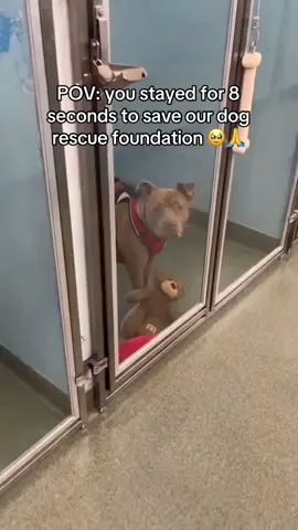 Please help to save those animals ♥️#shelterdog #save #dogrescue 