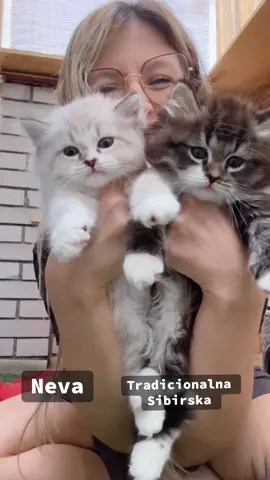 Razlika izmedju Sibirskog mačeta i Neve? Koje vam je lepše, ali ISKRENO!? 😉 #cat #catsoftiktok #siberiancat #kitten #kittensoftiktok #nevaangels 