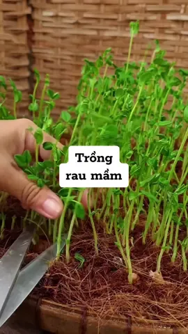 Trồng rau mầm từ đậu hà lan cung mình nha mn #fyp #fypage #raucuqua #hatgiongtot #seeds #vegetables #hatgionggnn ##CapCut 