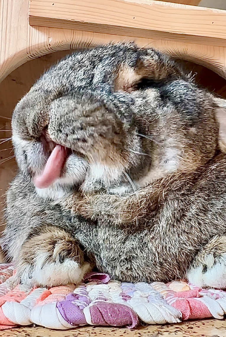 Happy Tongue Out Tuesday 😛 Wuni #tongueout #tongueouttuesday #cuterabbit #rabbitsoftiktok #freeroamrabbit #giantrabbit #germangiant #flemishgiant #deutscherriese #kaninchen #kaninchenliebe #kaninchenhaltung #foryou #fyp 
