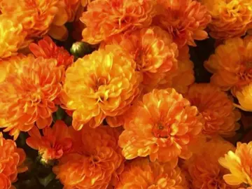 how can anyone hate this majestic color? #orange #beauty #color #aesthetic #vibes #Love #pinterest #majestic #fyp #fy #xyzabc #zyxbca #shirxlove 