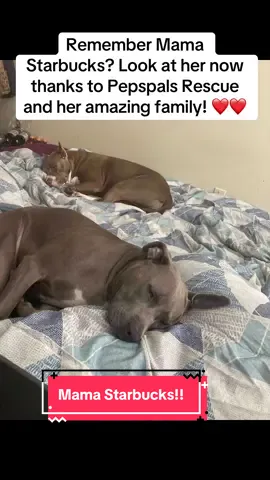 Thank you, @PepsPalsRescue and her new forever family! #dogrescue #ljusticeforcinco #houstonwehaveaproblem #fosteringsaveslives #rescuedogs #rescuedogarmy❤️ #texas #thisishouston #shelterdogs #rescuedogarmy #rescuedogarmystrong #fyp #rescuedogsoftiktok #thisistexas #houstontexas 