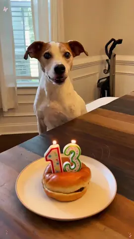 Dog’s Birthday 😅😅😅#funny #funnyvideos #fyp #usa #tiktok 