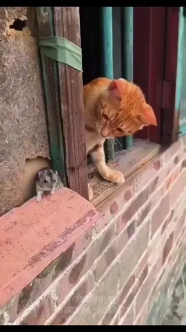Do you trust the Cat: @anime_dekhley Mouse: @seiyu_ri #instagram #anime #kdrama #voiceover #voiceacting #voiceacting #cat #mouse #japanese #anime #voiceover #funny #meme #viral 