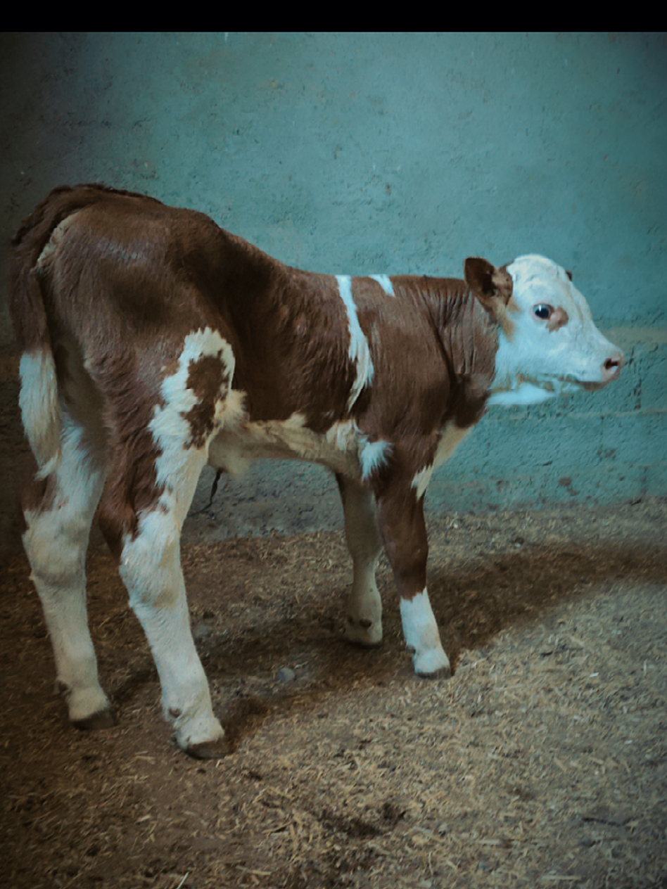 3 Günlük RANGER Kızı🧿🔥💯 #tohum #buzağı #hayvancılık #simmental #dana #köy #çiftlik #british #besi #inek #mera #angus #genetik 