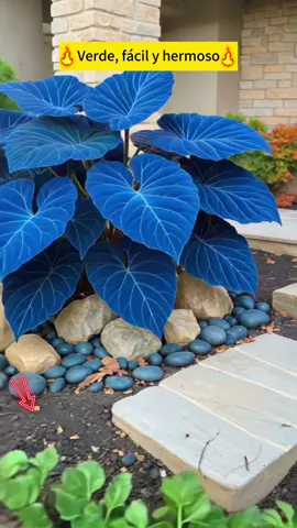 100 semillas de Caladium Hosta!!!!❤️‍🔥❤️‍🔥❤️‍🔥💞💞💞#tiktokshopsummerturnup #spotlightfinds #GardenGlowUp #GardenDecor #OutdoorLighting #flowers #flowershop #fyp 