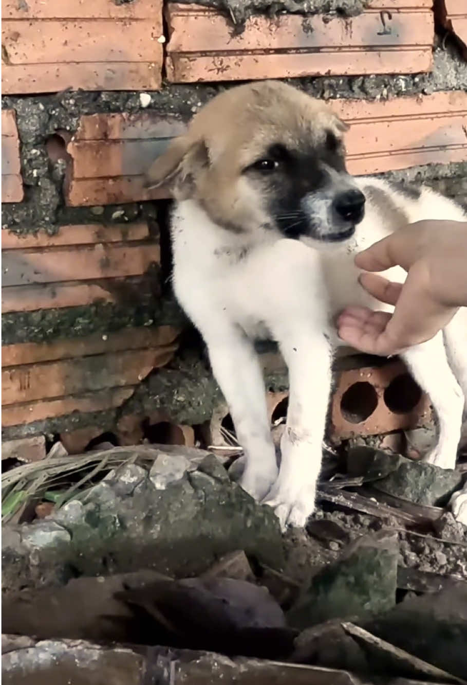 #dog #animals #animalsrescue #cat #fyp 