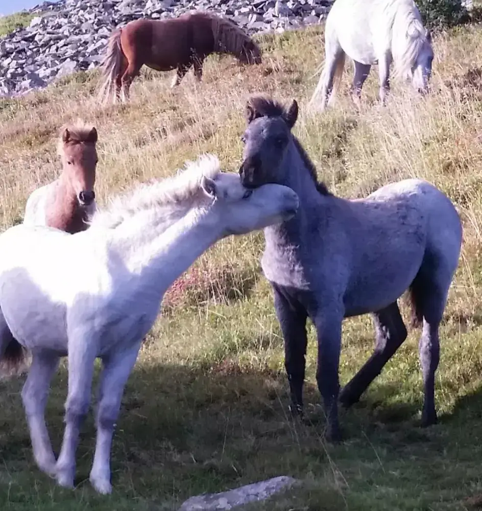 I am so blessed to live amongst these beauty's..I often wake up to them popping there head through my door..and they know me well enough now to accept me as I walk by..wishing them a beautiful day and thanking them for making mine #healthyliving #wildliving #nomad #nature #mountainman #wilderness #mountainlife #Hiking #tiktoktravel #travel #natural #wildponies #horses #carneddauponies
