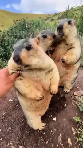 siapa yang suka uwel uwel pacarrrr? ngaku!!! 🫵🏻 #fyp #capybara 