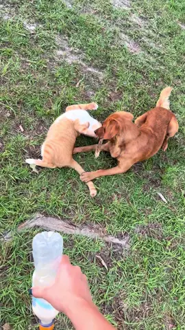 They all love each other ❤️ . . . #farmlife #farm #fyppppppppppppppppppppppp #farmgirl 