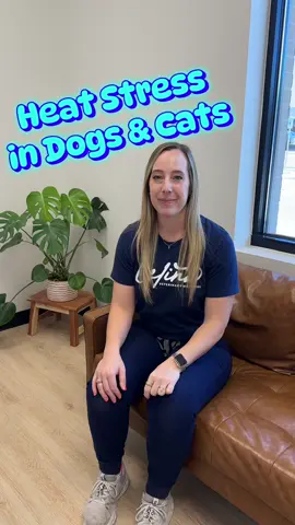 Don’t stress about heat stress! We’ll give you the facts, including what to do if your pet is showing signs of heat stress and how to avoid it. ☀️ #celinavethospital #celinaveterinaryhospital #vetsoftiktok #heatstress #heatstressinpets #heatstressindogs #heatstressincats 
