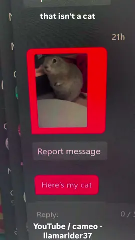 I dont think that's a cat