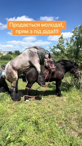 #belgium🇧🇪 #horsesoftiktok #fup #життя_як_воно_є #коніваговози #Вандам🔥🔥🔥 #rek #PKZ_koni #конівукраїні💙💛🇺🇦 @Петро Палій 