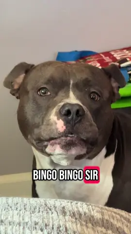 The audacity #dog #fyp #dogsoftiktok #bullybreeds 