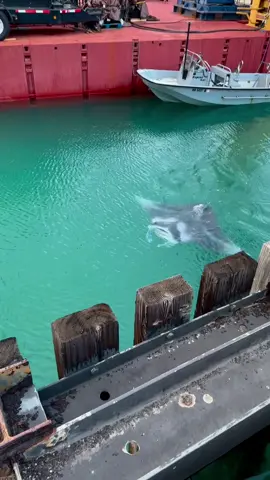 POV: You’re curb walking your overdue baby with your 2-year-old and three manta rays appear… but the smallest one won’t leave your side 🐚🩵 island magic is real. Maybe he recognized my tattoo of him lol @Hawaii News Now #HawaiiTikTok #AlohaLife #OahuVibes #HiddenHawaii #IslandContent   #SpottedInHawaii #UnderwaterSecrets #FoundFootageVibes #OceanTok #DockTok   #TikTokTravel #ViralIsland #DailyFinds #FYPシ #ForYouIsland   #ExploreHawaii #LocalPerspective #HawaiiThings