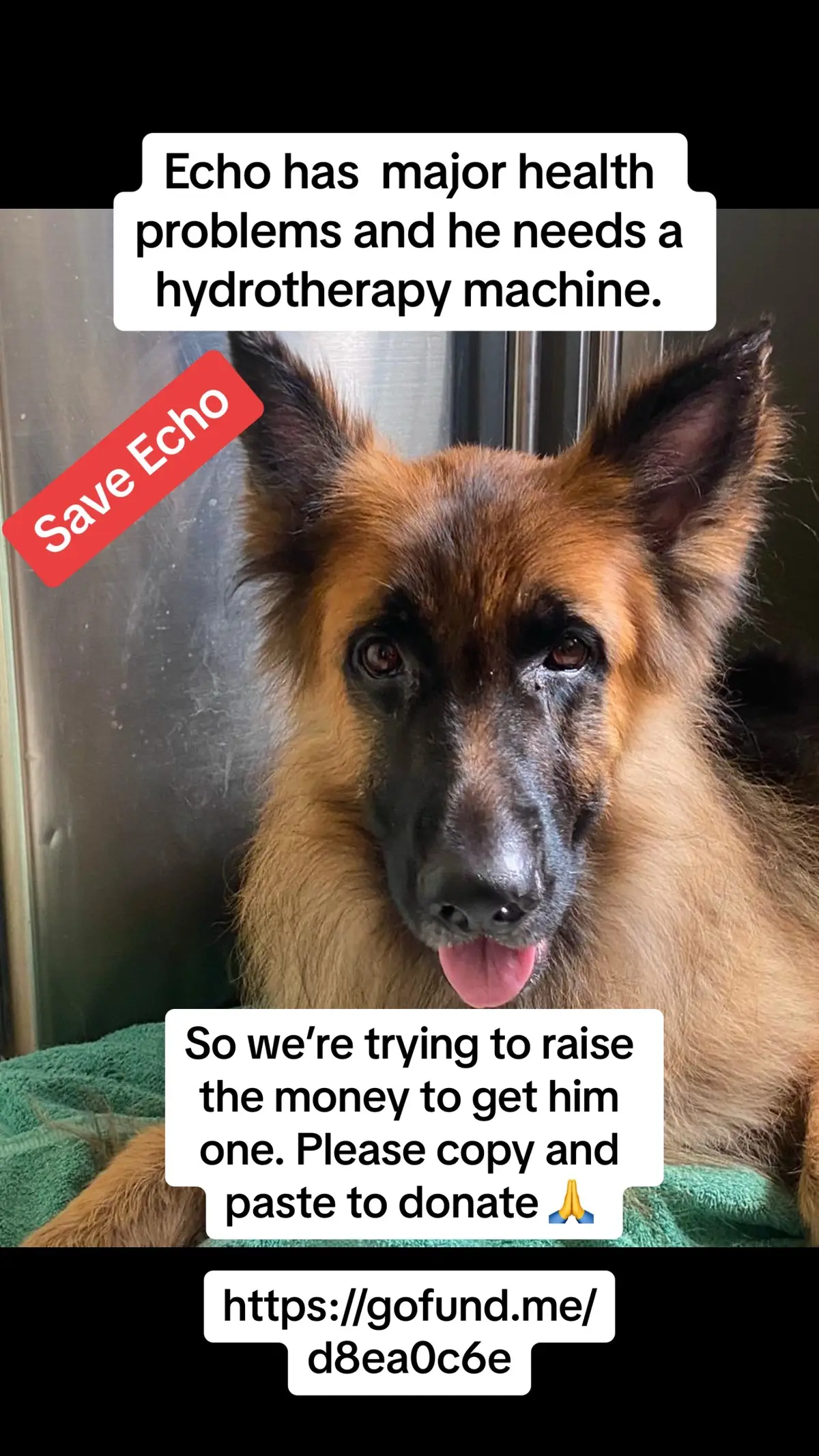 Please help save Echo 🙏  If we can get him one of these machines it will be made available to other dogs who need it. #saveecho #sickdog #mansbestfriend #hydrotherapymachine #germanshepherd #alsation #dog #adorabledog #helpadog #adoginneed