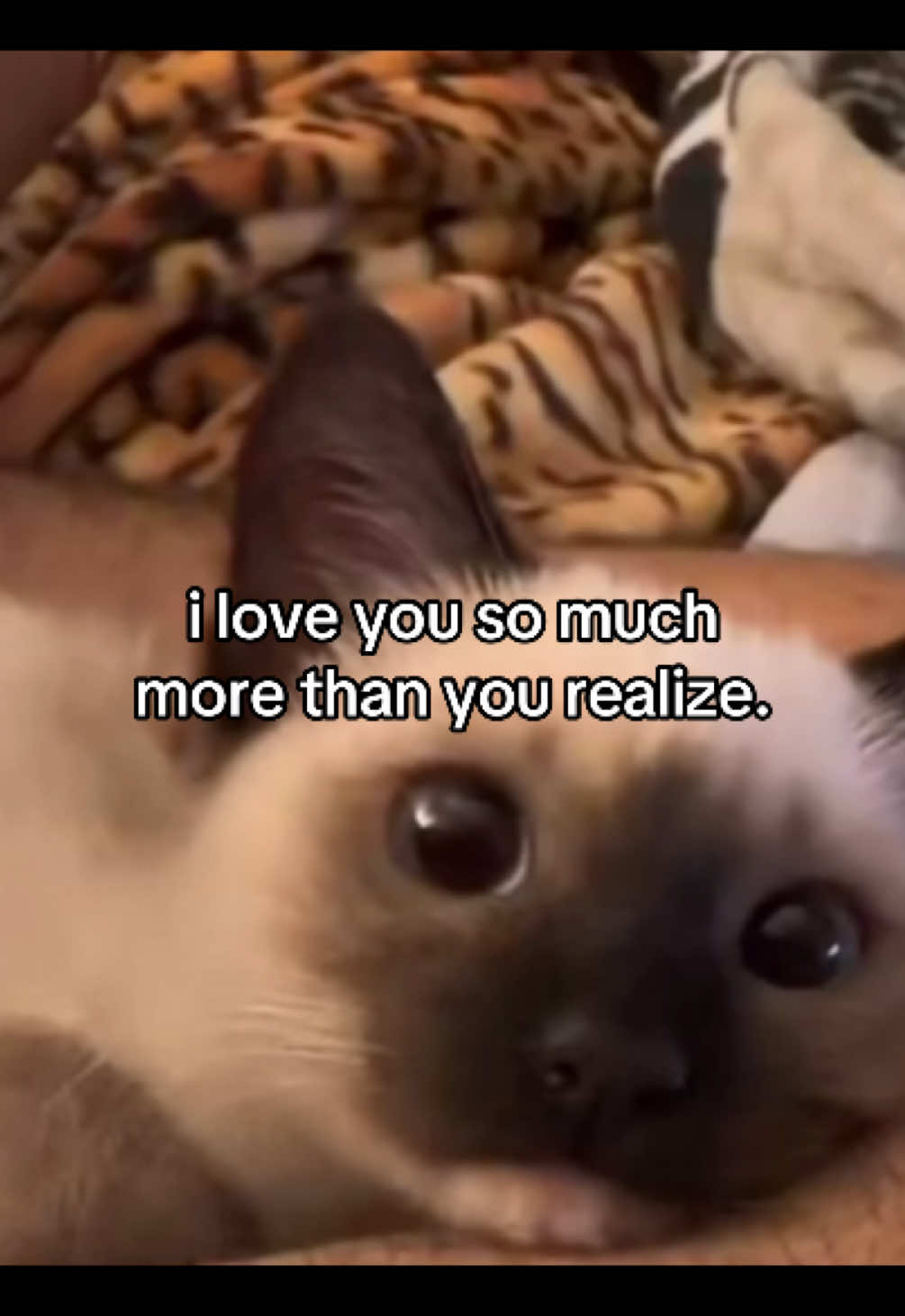 love him #fyp #relatable  #Relationship #couple #Love #catsoftiktok #Home #cattok #boyfriend 