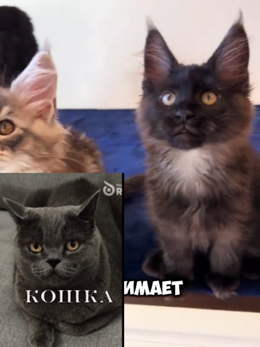 кошка