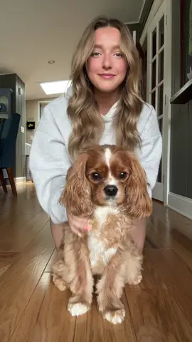 biggest ears around 🐘🩶 #elephantears #trending #cutedog #cavalier #puppy #dogtok #puppiesoftiktok #kingcharles 