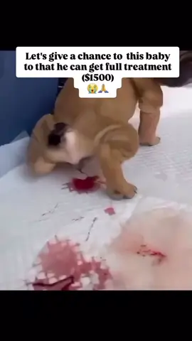 How much is their life worth? Why should a person put a price on them, and when he just gets sick, throw them away like garbage. This baby is only 3 months old, underweight, blood in the urine, cries from pain when urinating. If you help, she will become a happy baby. Total amount to be collected donate via PayPal account