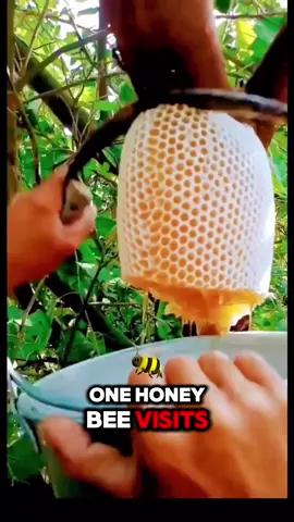 #creatorsearchinsights #honey #bee #agriculture #garden #nature #natural #naturevibes #tips 