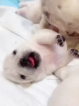 pibby pih pibby pih