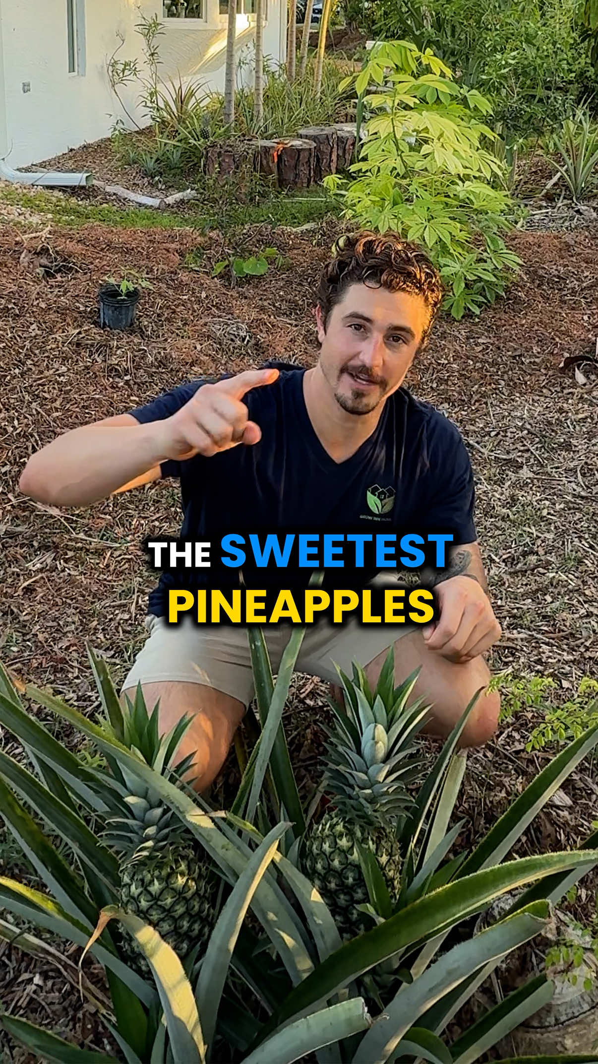 There’s something special about growing your own pineapples at home! 🍍 Comment “Guide” for details on our online gardening masterclass. We have a goal to help millions of people learn how to grow food! These are our biggest golden pineapples of the year so far They are way sweeter than store-bought pineapples because we let them ripen naturally on the plant Starting your own pineapple is easier than you think:  Just plant the top from a grocery store pineapple in some soil  In about 16 months, you could have fresh pineapples like these We would love to hear if you’ve tried growing pineapples or other fruits at home. Share your experience in the comments! Follow @GrowInnHomes for more food growing and real estate tips 🏡 We buy fixer-upper real estate and grow food on our rental properties. We believe growing food is a gateway to healthier habits 🌿 #GrowInnHomes #GenerationalHealth #Unify #Community #GrowingFood #FoodForest #FloridaGardening #NaturalFarming #FloridaGarden #SustainableEating #SustainableLiving #MultifamilyInvesting #MultifamilyRealEstate #BuyingMultifamily #FoodGarden #Multifamily #Pineapple