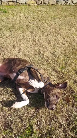 #dogoftiktok #lifewithadog #lovemydog #crazydog 