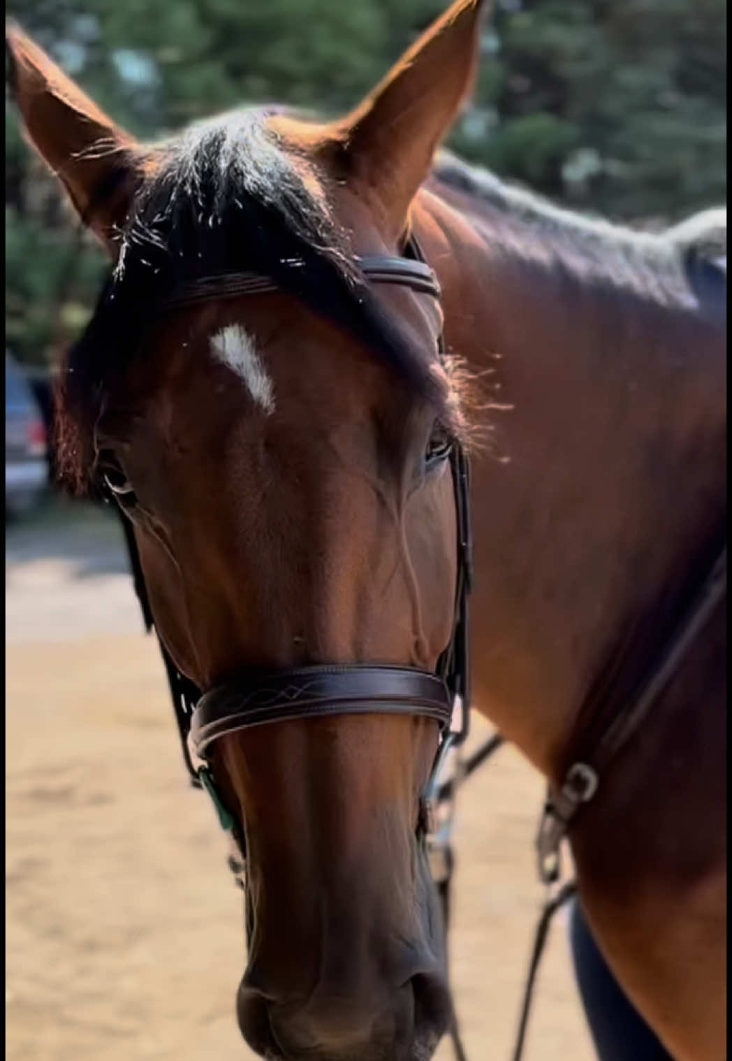 Diamond growth update with @Eterneva 💎 ! Here is Sappho’s beautiful blue Rough Diamond!!!!🩵 Next up: Diamond Cutting & Polishing Check out my landing page (link in bio)! Take 25% off your Welcome Kit with code ANISA25 at checkout.🤍 #eterneva #ashestodiamonds #memorialdiamond #rememberremarkably #horsememorial #sappho #neverlandb #equestrian 